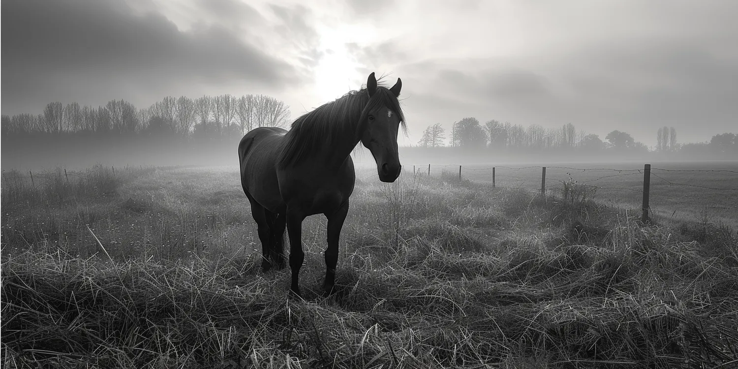 Krematorium dla zwierząt - ostatni przystanek w życiu naszego pupila